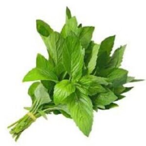 نعناع