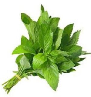 نعناع